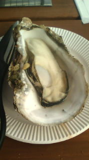 No.1546 特選かき。